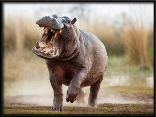 Affiche de course d'hippopotame – Image 2