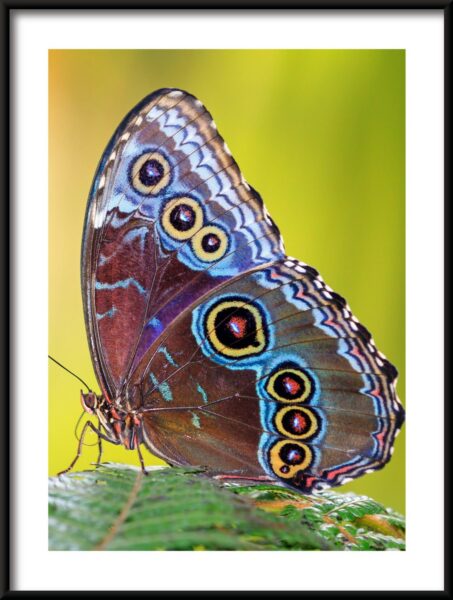 Papillons de beauté Poster – Image 3