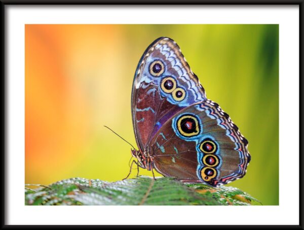 Papillons de beauté Poster