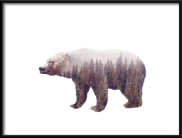 Affiche ours sauvage