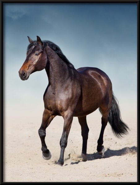 Cheval sur le sable Poster – Image 4