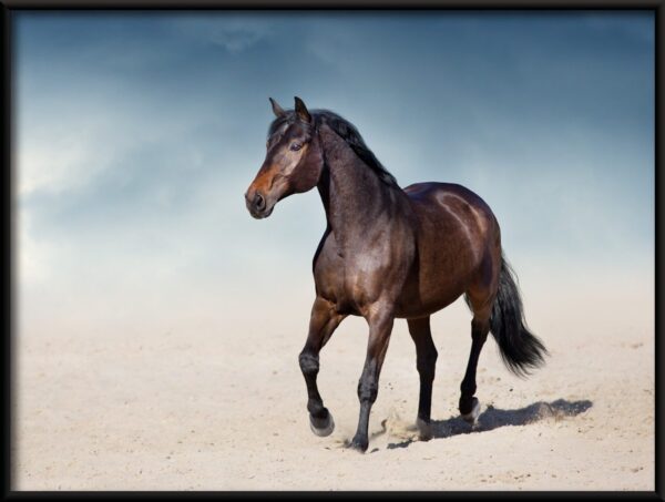 Cheval sur le sable Poster – Image 2