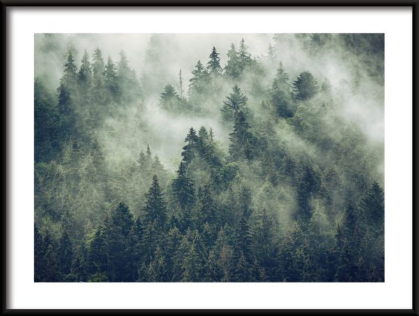 Brouillard parmi les arbres Poster