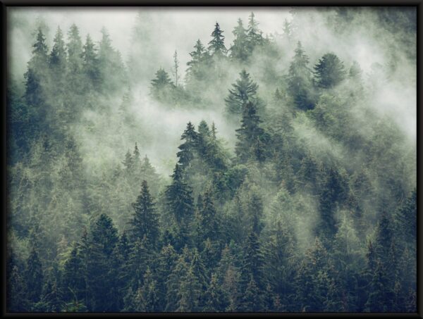 Brouillard parmi les arbres Poster – Image 2