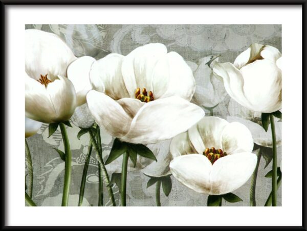 Tulipes blanches Poster