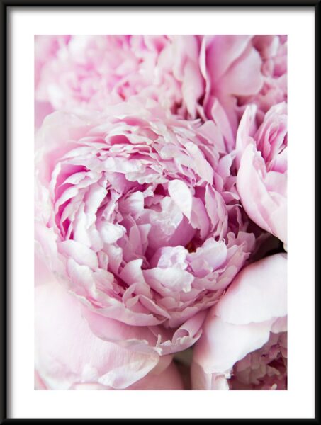 Pivoines roses Poster – Image 3