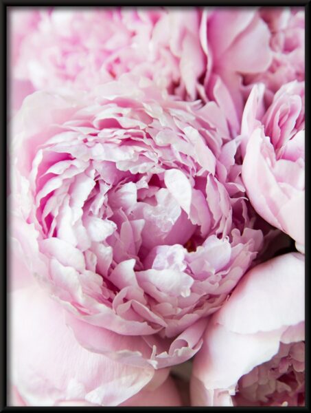 Pivoines roses Poster – Image 4