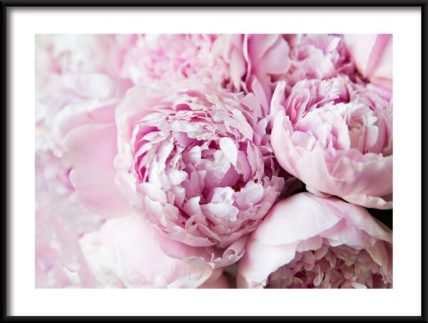Pivoines roses Poster