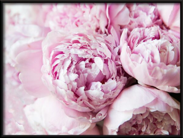 Pivoines roses Poster – Image 2