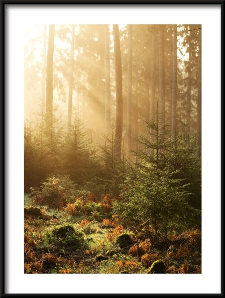 Affiche forêt ensoleillée – Image 3