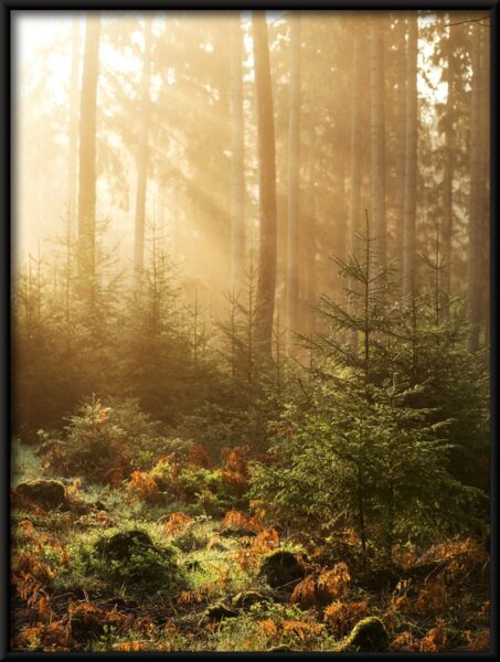 Affiche forêt ensoleillée – Image 4