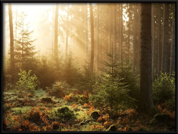 Affiche forêt ensoleillée – Image 2