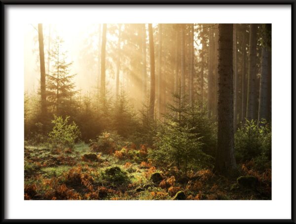 Affiche forêt ensoleillée
