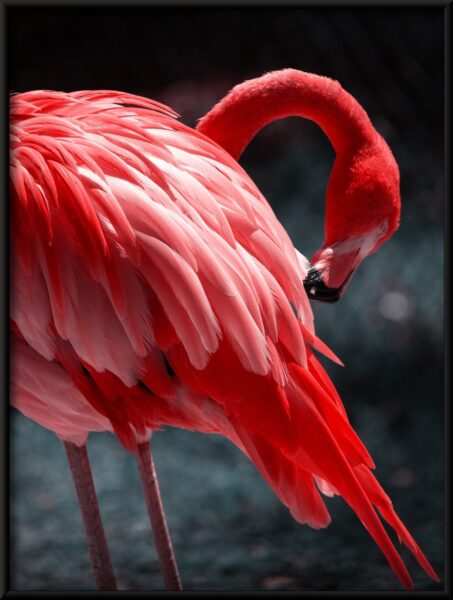 Affiche oiseau rouge – Image 4