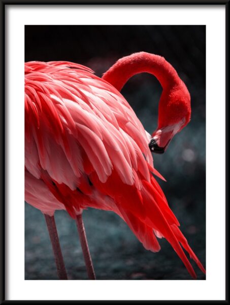 Affiche oiseau rouge – Image 3