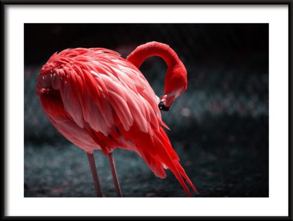 Affiche oiseau rouge
