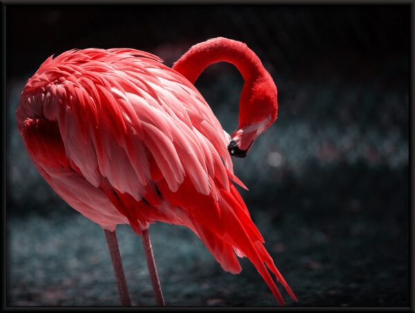 Affiche oiseau rouge – Image 2