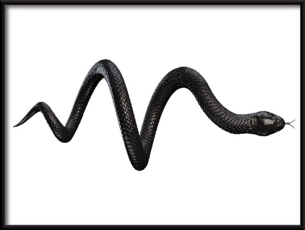 Serpent noir Poster – Image 2
