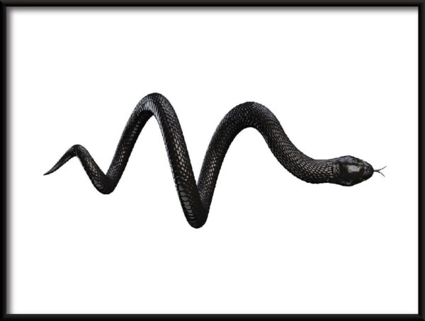 Serpent noir Poster