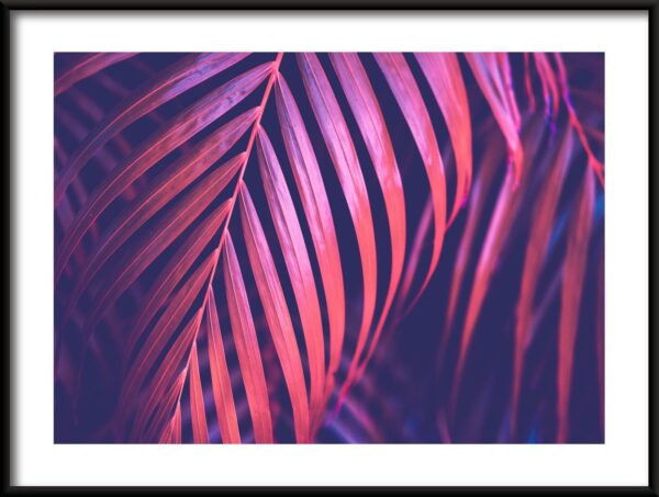 Paume rose Poster