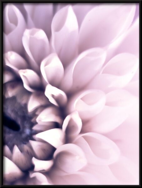 Dahlia violet Poster – Image 4
