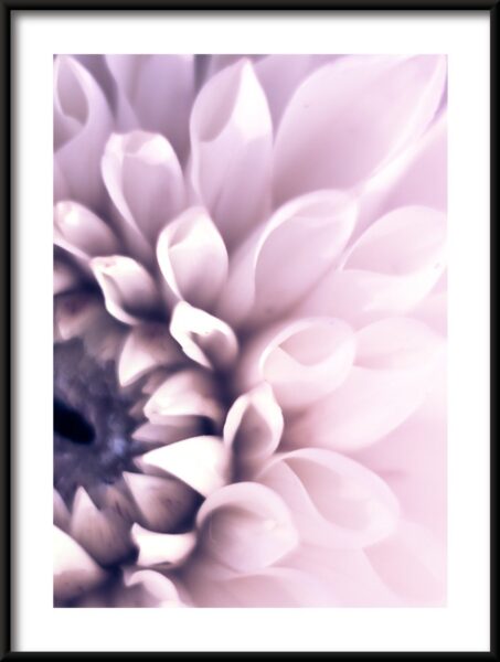 Dahlia violet Poster – Image 3