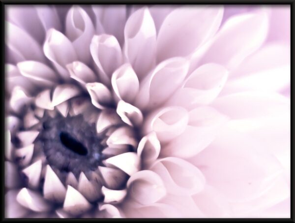 Dahlia violet Poster – Image 2