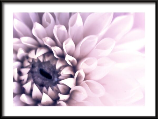 Dahlia violet Poster