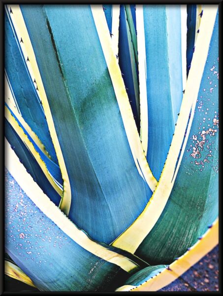 Feuilles d'agave Poster – Image 2