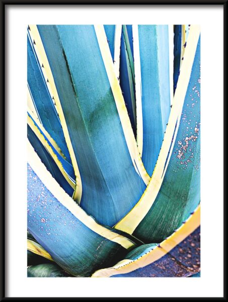 Feuilles d'agave Poster