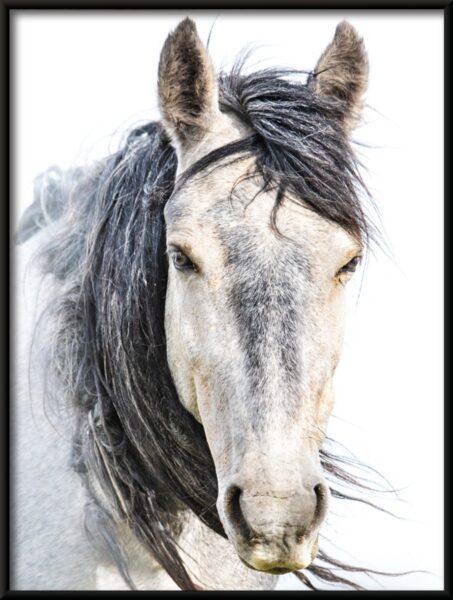 Affiche de portrait de cheval – Image 2