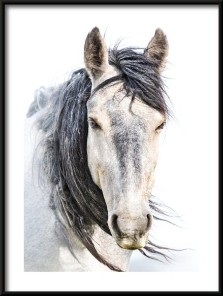 Affiche de portrait de cheval