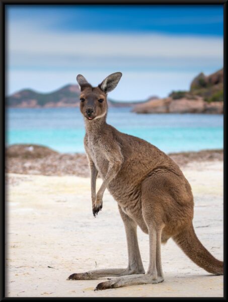 Kangourou sur la plage Poster – Image 4
