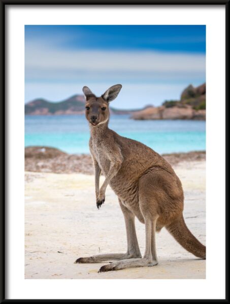 Kangourou sur la plage Poster – Image 3