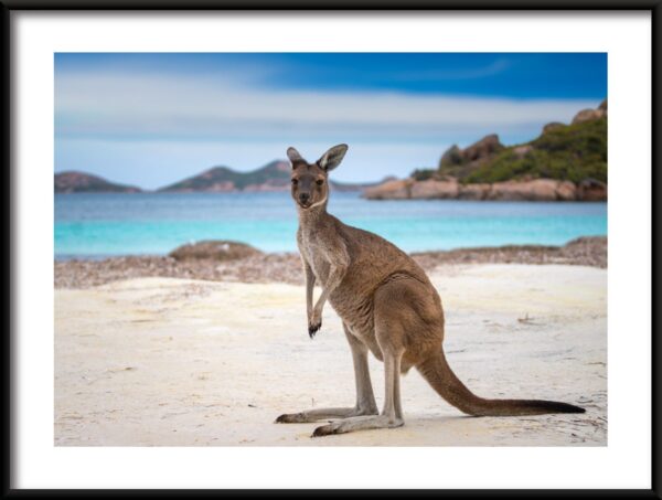 Kangourou sur la plage Poster