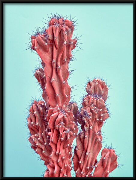 Cactus rouge Poster – Image 4