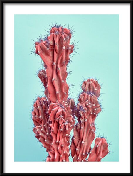 Cactus rouge Poster – Image 3