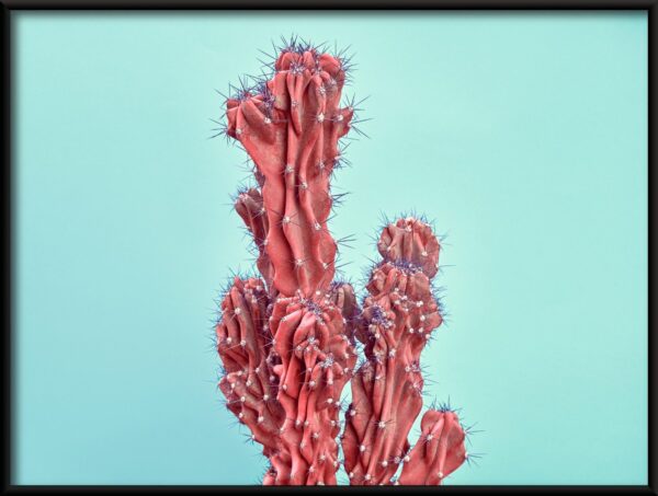 Cactus rouge Poster – Image 2