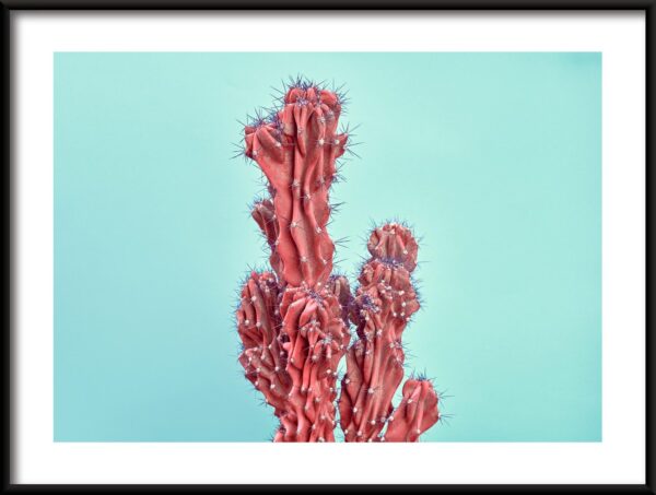 Cactus rouge Poster