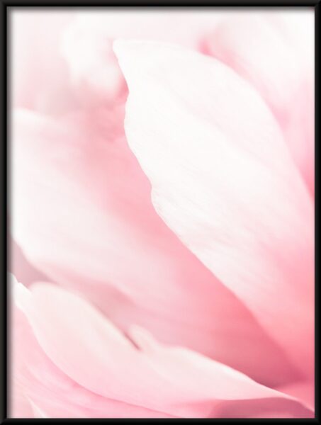 Magnolias roses Poster – Image 4