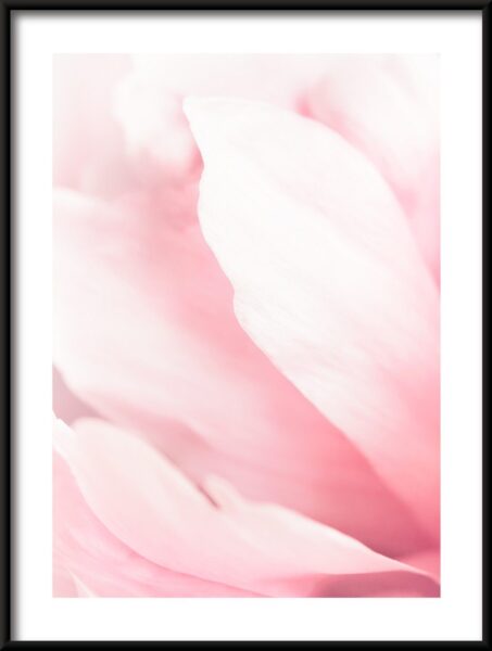 Magnolias roses Poster – Image 3