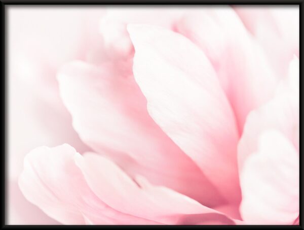 Magnolias roses Poster – Image 2