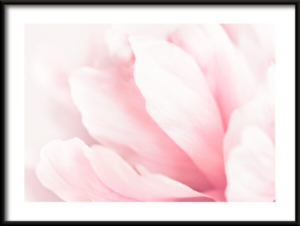 Magnolias roses Poster