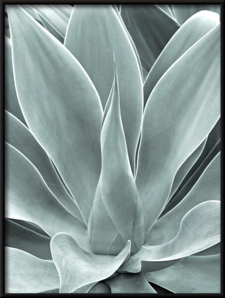 Affiche verte d'agave – Image 2