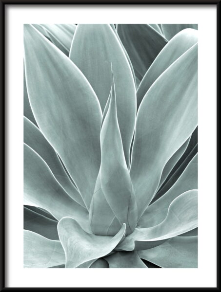 Affiche verte d'agave