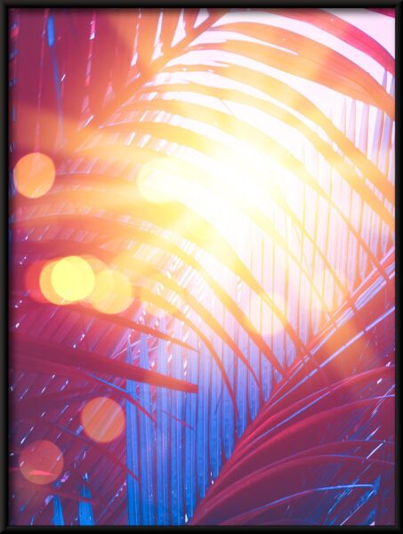 Affiche de palmiers – Image 4