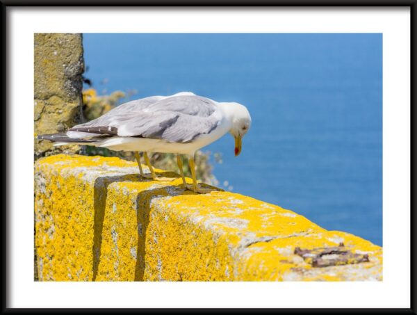 Affiche d'observation de mouette