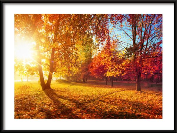 Affiche de soleil d'automne
