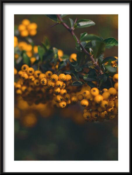 Affiche de coraux Rowan – Image 3
