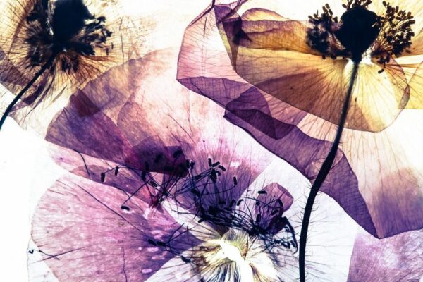 Peinture murale Coquelicots dans l'ultraviolet